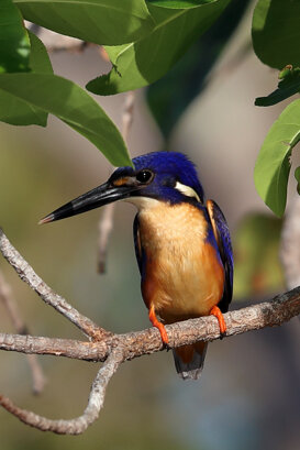 Australia - Azure kingfisher Photo by Lorenzo Marchetti