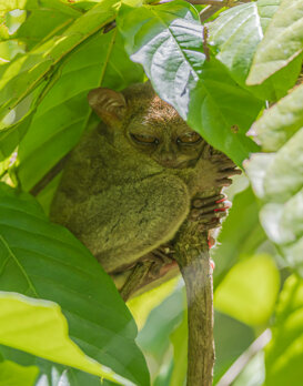 PHILIPPINE TARSIER Bohol Nikon D500 - nikon 300 mm F4 - iso 200 - 1/500 sec.