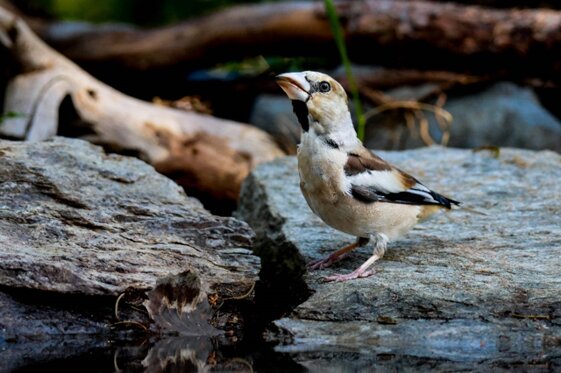 a471755b-5df5-4db5-95d0-a7c5b37ae23e a471755b-5df5-4db5-95d0-a7c5b37ae23e