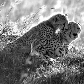 Cheetahs - Acinonyx jubatus Photo by Lorenzo Marchetti