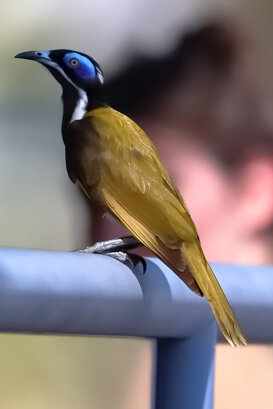 Australia - Blue-cheeked honeyeater Photo by Lorenzo Marchetti