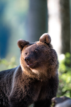 Brown bear - Slovenia Photo by Alessandro Redaelli Spreafico