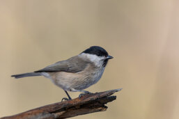 cee0c317-6a93-4da3-aede-ad0dbdb8e58e cee0c317-6a93-4da3-aede-ad0dbdb8e58e