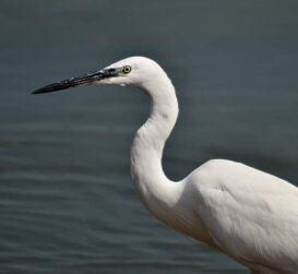 Vincenzo Borda Garzetta - Little Egret