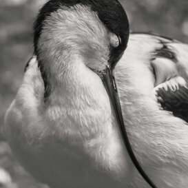Pied Avocet - Sant'Alessio Oasis (PV) Nikon D500 + Nikkor 300 mm 1/1000 f4 ISO 200 (handheld)