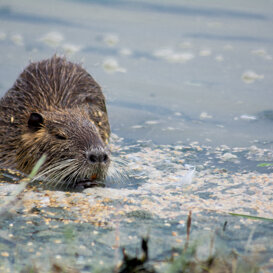 Samantha De Bernardin Nutria - Camargue - France
