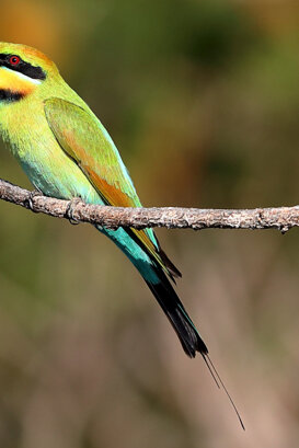 Australia - Rainbow bee-eater Photo by Lorenzo Marchetti