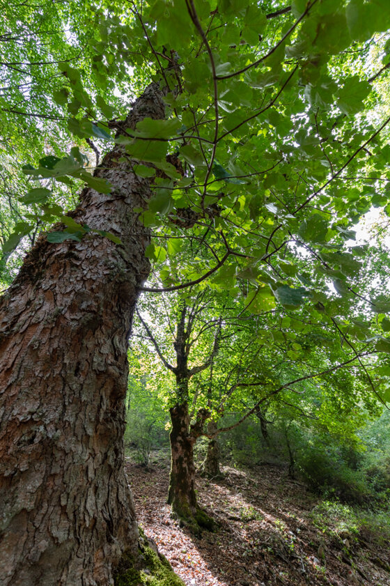 0ab93ae7-e170-4b0b-bf78-d9881c991937