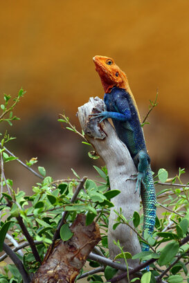 Male agama Photo by Lorenzo Marchetti