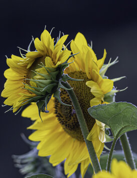 Dino Topa - Sunflowers - Helianthus annuus Sunflowers - Marzio (VA) 2020 - Nikon D500 + Nikon 300 f/4 focal length 300mm - 1/500 f/4 ISO 320