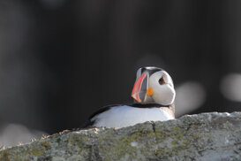 Atlantic Puffin - Fratercula arctica - Norway