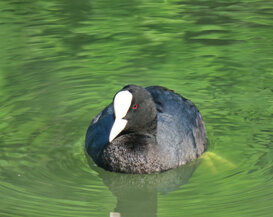 Photo by Gianni Alberti