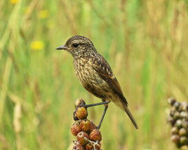 Photo by Gianni Alberti