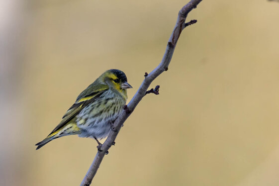 b43685c6-5a2b-4e05-8ad0-7b15b6185790 b43685c6-5a2b-4e05-8ad0-7b15b6185790