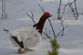 Finland: northern willow ptarmigan