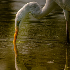 GREAT WHITE EGRET Nikon D500 - Nikon 420 mm - iso 400 - F 5.6 - 1/1600 sec.