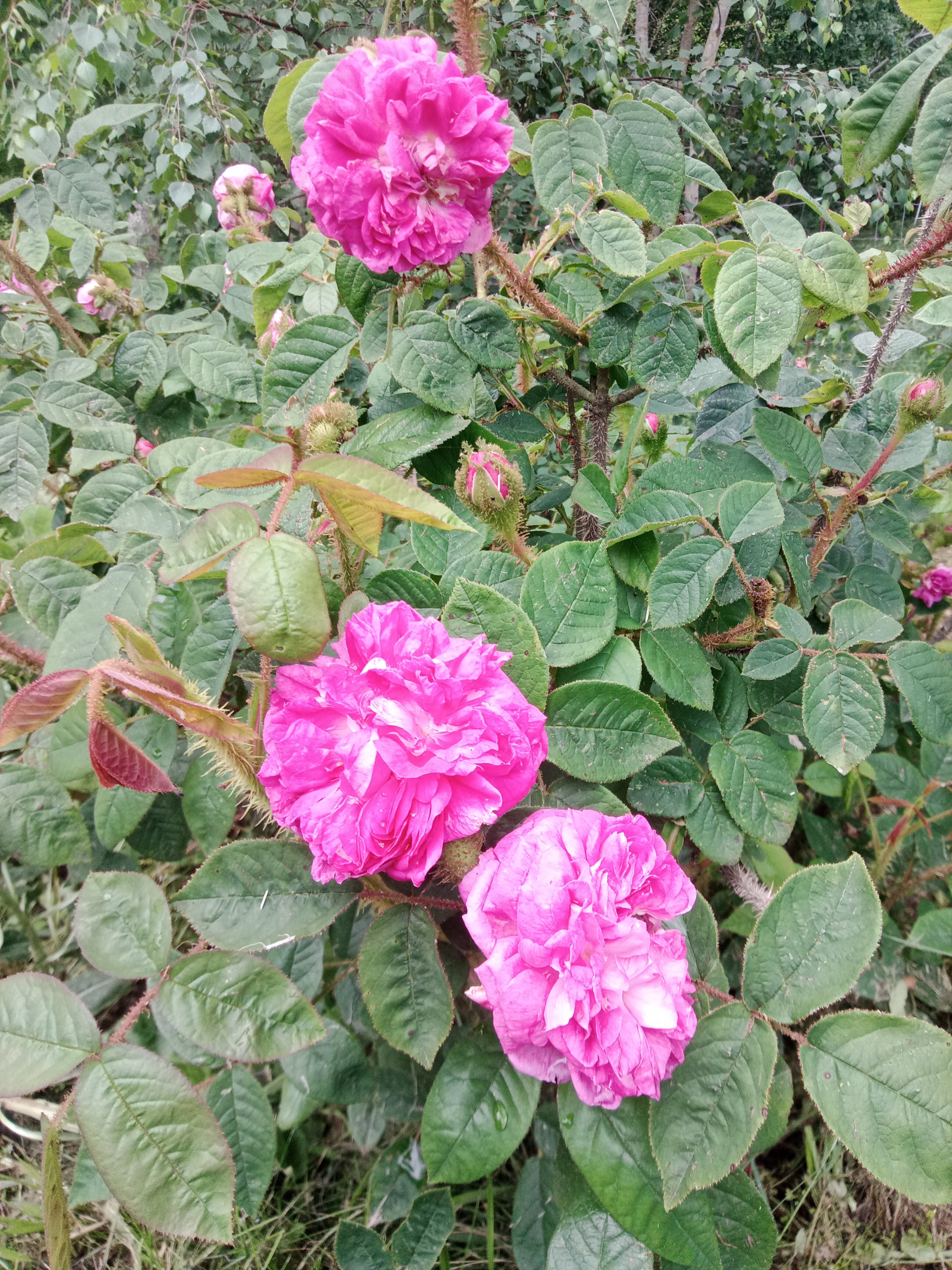 Le rose e la bellezza Le rose e la bellezza