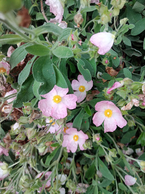 Cistus incanus e le sue proprietà cosmetiche Cistus incanus e le sue proprietà cosmetiche