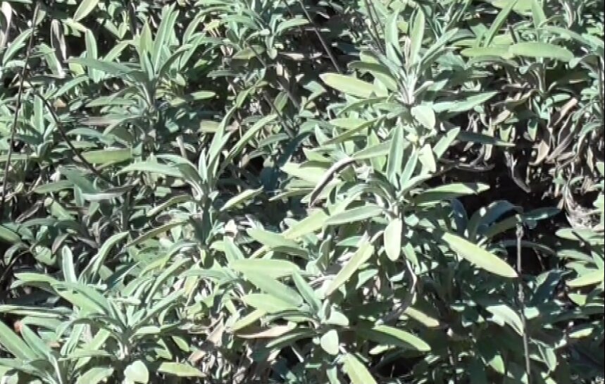 La salvia officinale