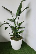 sterlizia-su-vaso-bianco