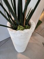 sanseveria-tubolaris-in-vaso-di-resinacemento
