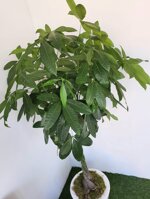 pachira-acquatica-su-vaso-bianco