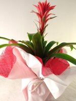 bromelia-con-tessuto