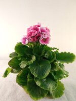 primula-obconica-v14