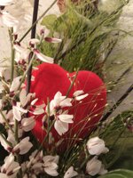 confezione-rosa-rossa-80-cm-con-verdi