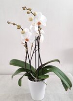 orchidea-in-vaso-bianco