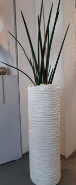 sanseveria-tubolaris-in-vaso-di-resinacemento