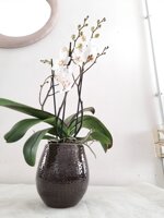orchidea-in-vaso-in-vaso-punti-ceramica
