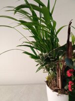 composizione-eucalipto