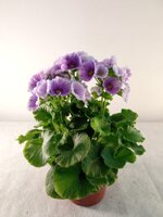 primula-obconica-v14