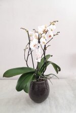 orchidea-in-vaso-in-vaso-punti-ceramica