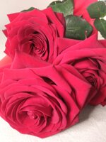 confezione-3-rose-rosse-80-cm