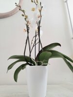 orchidea-in-vaso-bianco