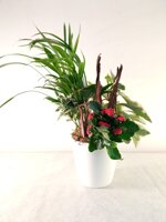 composizione-eucalipto