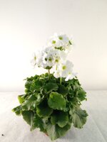 primula-obconica-v14