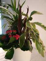 composizione-eucalipto