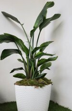 sterlizia-su-vaso-bianco