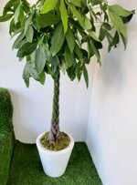 pachira-acquatica-su-vaso-bianco