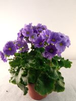 primula-obconica-v14