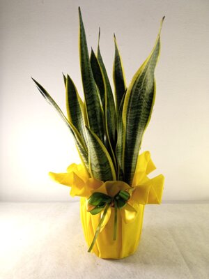 sansevieria-v-18-con-tessuto