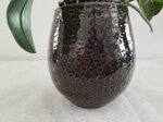 orchidea-in-vaso-in-vaso-punti-ceramica