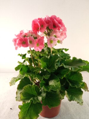 primula-obconica-v14