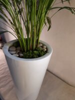 areca-su-vaso-bianco-lucido