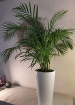 areca-su-vaso-bianco-lucido