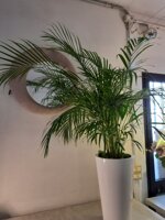 areca-su-vaso-bianco-lucido