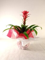 bromelia-con-tessuto
